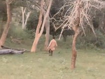 Terlalu! Turis Nakal Kagetkan Rusa-Rusa di Taman Nasional