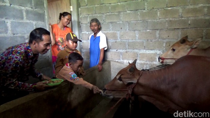 Viral sapi di lumajang diberi makan martabak