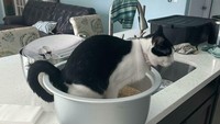 Baru ditinggal sebentar, kucing yang satu ini dengan santai buang air besar di atas beras yang akan dimasak. Foto: Site News