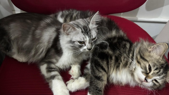 Ilustrasi kucing tidak sehat.