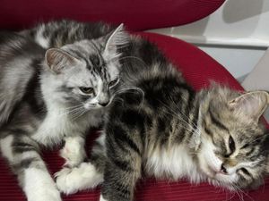 Dokter Hewan Ungkap Bahaya Konsumsi Daging Kucing, Sebut Rentan Rabies