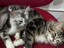 Mengapa Kucing Lebih Suka Tidur Miring ke Kiri?