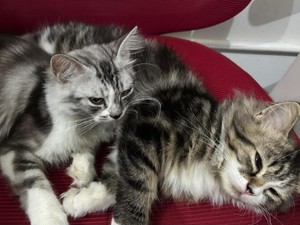 Kenali Ciri-ciri Kucing Tidak Sehat dan Tips Mencegahnya