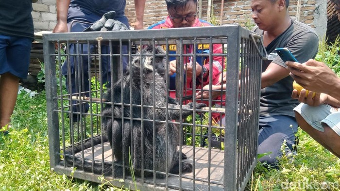 Penampakan lutung jawa yang dievakuasi dari Ngawen, Klaten, Sabtu (23/11/2024).