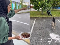 Pemilik Restoran Ini Diamuk Netizen Gegara Kasih Makan Anjing Liar