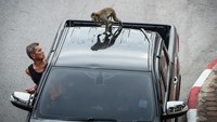 Sejak pandemi, monyet-monyet di Lopburi menjadi lebih liar karena tidak ada lagi yang memberi makan, sehingga mereka sering mengambil makanan dari warga. 