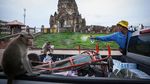 Teror Monyet Berakhir, Lopburi Kembali Aman dan Tenang