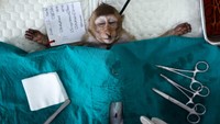 Monyet-monyet yang telah disterilisasi dipindahkan ke penangkaran khusus untuk perawatan dan pemantauan lebih lanjut. 