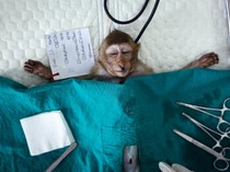 Teror Monyet Berakhir, Lopburi Kembali Aman dan Tenang