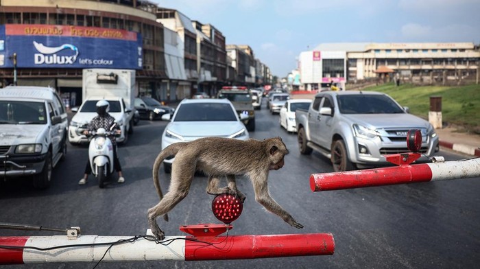Ribuan monyet yang mengganggu warga Lopburi, Thailand, kini telah dipindahkan ke penangkaran. Setelah disterilisasi, kota kembali tenang tanpa ancaman monyet liar.