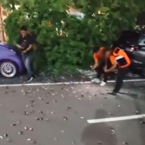 Burung pipit mati massal di Bandara Ngurah Rai, Bali. (Tangkapan layar)