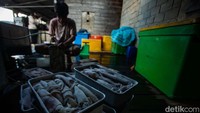 Tabli mengemas sotong hasil tangkapannya.