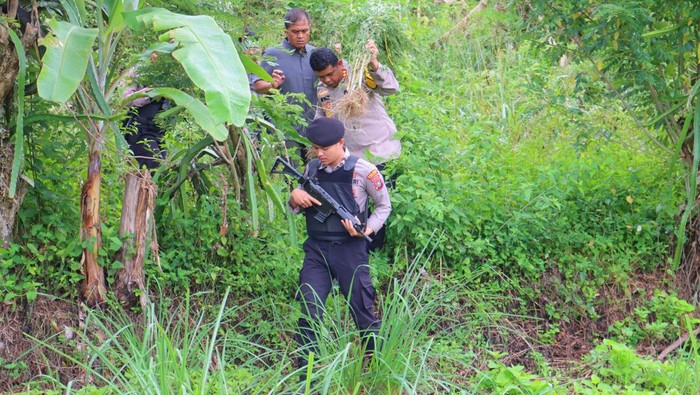 Pihak kepolisian menemukan ladang ganja di Tor Sihite. (Foto: Dok. Polres Madina)
