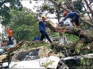 Pohon Tumbang Timpa Mobil-Motor di Jl Raya Bogor, Ada Korban Luka