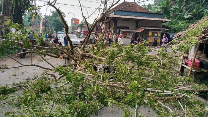 Pohon tumbang yang menimpa pengendara motor di Desa Peringsari, Kecamatan Selat, Kabupaten Karangasem akibat hujan deras, Minggu (24/11/2024) (dok. BPBD Karangasem)