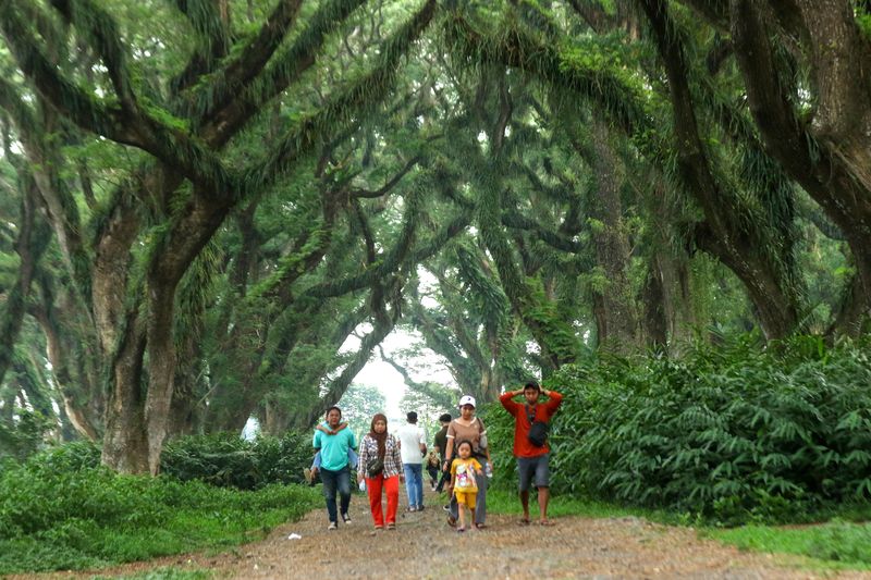 Wisatawan berjalan di area Hutan De Jawatan Banyuwangi, Jawa Timur, Minggu (24/11/2024). Hutan De Djawatan yang ditumbuhi pohon trembesi (Samanea saman) berusia ratusan tahun sejak zaman penjajahan Belanda itu, dahulu merupakan tempat penimbunan kayu (TPK) milik Perhutani dan sejak 2018 dibuka sebagai tempat wisata yang kini menjadi salah satu tempat wisata unggulan di Banyuwangi. ANTARA FOTO/Budi Candra Setya/tom.
