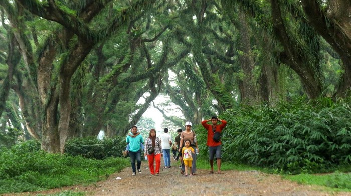 Wisatawan berjalan di area Hutan De Jawatan Banyuwangi, Jawa Timur, Minggu (24/11/2024). Hutan De Djawatan yang ditumbuhi pohon trembesi (Samanea saman) berusia ratusan tahun sejak zaman penjajahan Belanda itu, dahulu merupakan tempat penimbunan kayu (TPK) milik Perhutani dan sejak 2018 dibuka sebagai tempat wisata yang kini menjadi salah satu tempat wisata unggulan di Banyuwangi. ANTARA FOTO/Budi Candra Setya/tom.