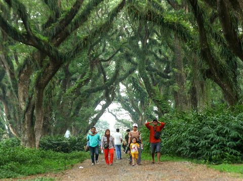 Wisatawan berjalan di area Hutan De Jawatan Banyuwangi, Jawa Timur, Minggu (24/11/2024). Hutan De Djawatan yang ditumbuhi pohon trembesi (Samanea saman) berusia ratusan tahun sejak zaman penjajahan Belanda itu, dahulu merupakan tempat penimbunan kayu (TPK) milik Perhutani dan sejak 2018 dibuka sebagai tempat wisata yang kini menjadi salah satu tempat wisata unggulan di Banyuwangi. ANTARA FOTO/Budi Candra Setya/tom.