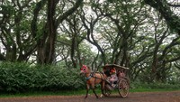 Hutan De Djawatan yang ditumbuhi pohon trembesi (Samanea saman) berusia ratusan tahun sejak zaman penjajahan Belanda itu, dahulu merupakan tempat penimbunan kayu (TPK) milik Perhutani dan sejak 2018 dibuka sebagai tempat wisata yang kini menjadi salah satu tempat wisata unggulan di Banyuwangi.