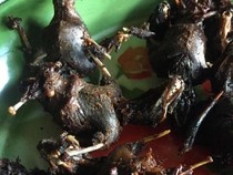 5 Makanan Ekstrem Gunung Kidul, Ulat Jati  hingga Kelelawar