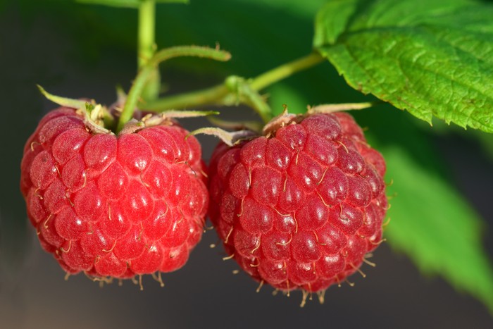 Buah Raspberry Buah raspberry atau frambos