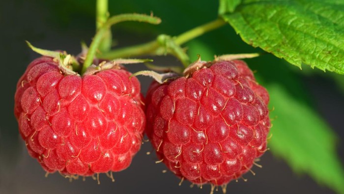 Buah raspberry atau frambos
