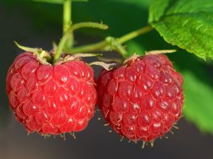 5 Buah Ini Lebih Tinggi Serat dari Oatmeal, Nomor 1 Gampang Didapat