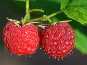 5 Buah Ini Lebih Tinggi Serat dari Oatmeal, Nomor 1 Gampang Didapat