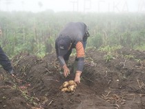 Mengintip Proyek Upland Kentang di Dataran Tinggi Garut
