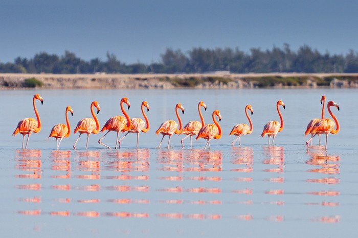 Flamingo di Rio Lagartos