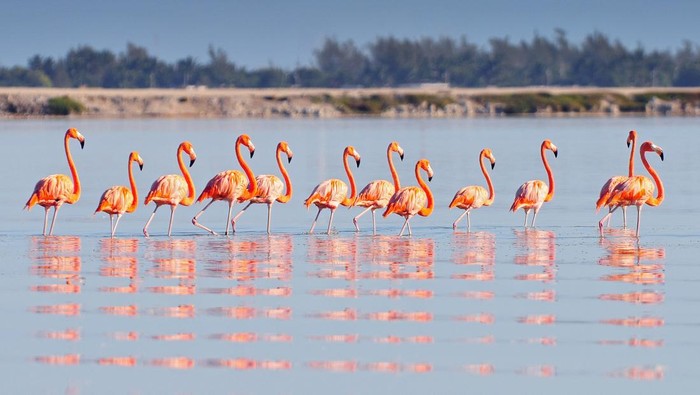 Flamingo di Rio Lagartos