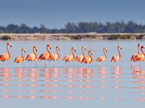 Flamingo Bermigrasi, Cagar Biosfer Ini Tawarkan Pemandangan Unik