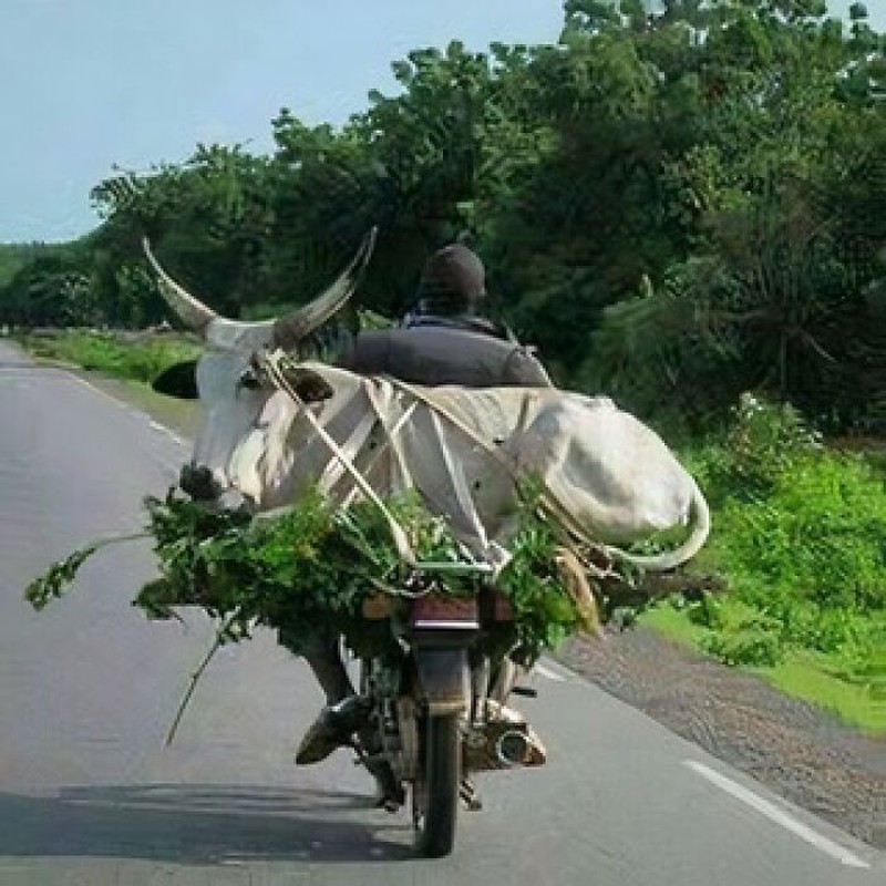 Foto Unik Kiriman Netizen