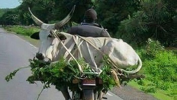 Mengangkut sapi pakai motor... Foto: Demilked