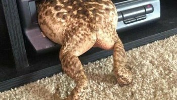 Bayangkan berapa besar kodok ini... Foto: Demilked