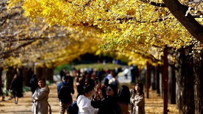 Showa Kinen Park di Tokyo menawarkan pemandangan daun ginkgo yang berubah warna. Jalur pejalan kaki dihiasi daun kuning, menciptakan suasana mempesona.