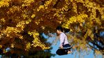 Menikmati Keindahan Daun Kuning Musim Gugur di Taman Jepang