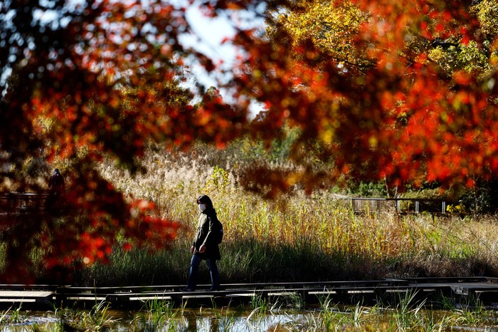 Showa Kinen Park di Tokyo menawarkan pemandangan daun ginkgo yang berubah warna. Jalur pejalan kaki dihiasi daun kuning, menciptakan suasana mempesona.