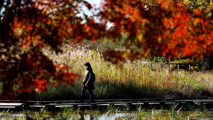 Showa Kinen Park di Tokyo menawarkan pemandangan daun ginkgo yang berubah warna. Jalur pejalan kaki dihiasi daun kuning, menciptakan suasana mempesona.