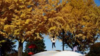 Waktu terbaik untuk mengunjungi taman ini adalah pada akhir November hingga awal Desember, saat puncak keemasan daun ginkgo dapat dinikmati.