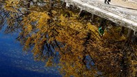 Selain pohon ginkgo, taman ini juga menawarkan pemandangan indah dari berbagai jenis pohon lainnya, menciptakan harmoni warna yang menakjubkan di musim gugur.