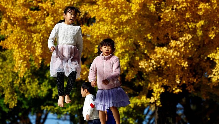 Showa Kinen Park di Tokyo menawarkan pemandangan daun ginkgo yang berubah warna. Jalur pejalan kaki dihiasi daun kuning, menciptakan suasana mempesona.