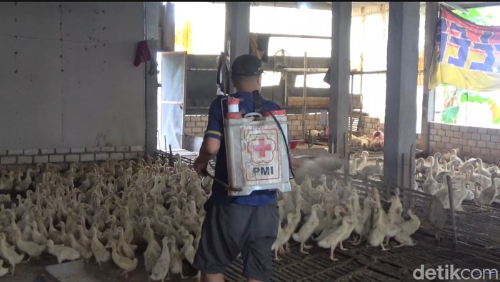 Kusnan, seorang guru di Lamongan yang sukses jadi peternak daging.