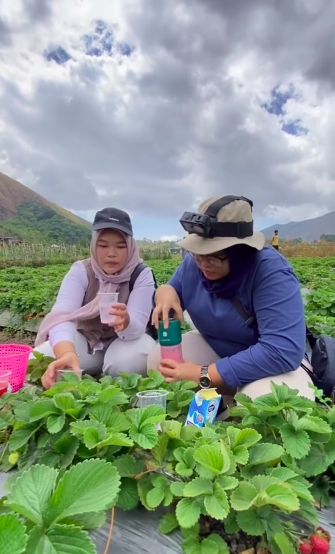 Ngakak! Wanita Ini Bawa Blender untuk Bikin Jus saat Wisata Petik Stroberi