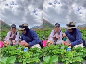 Ngakak! Wanita Ini Bawa Blender untuk Bikin Jus saat Wisata Petik Stroberi