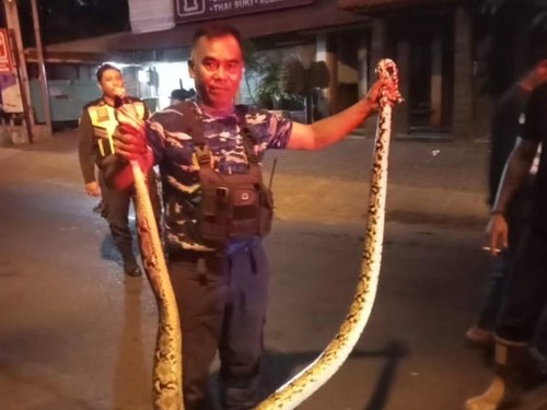 Tim Dinas Damkar dan Penyelamatan Kota Denpasar saat mengevakuasi ular yang masuk rumah warga di Denpasar beberapa waktu lalu. (Foto: Istimewa)