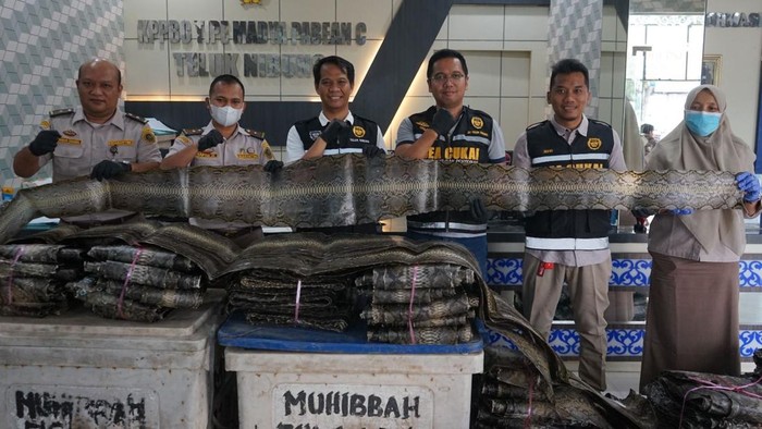 Bea Cukai Teluk Nibung sita kulit ular sanca yang rencananya di ekspor ke Malaysia. (Foto: Istimewa)