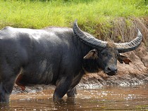 Bedah Mitos Munding Dongkol Kerbau Gaib Penjaga Sungai Citarik