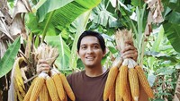 Tak hanya mencicipi buah, mantan wakil Bupati Indramayu itu sempat menunjukkan momen memanen jagung. Terlihat ada lebih dari 10 jagung yang ia pegang.  Foto: Instagram @luckyhakim_official
