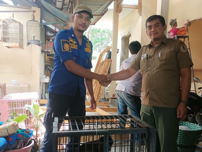 Lutung Jawa diserahkan Damkar Klaten ke BKSDA Jateng.
